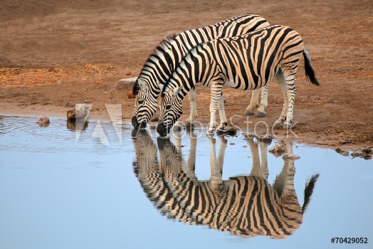 Picture of Plains Zebras drinking water Etosha National Park